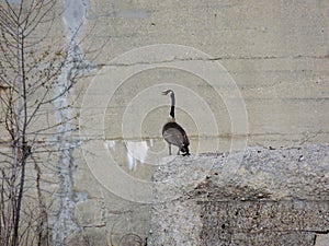 Canadian Goose nesting on concrete bridge ruin in White River State Park Indianapolis Indiana, USA.