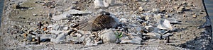 Canadian Goose nesting on concrete bridge ruin in White River State Park Indianapolis Indiana, USA.