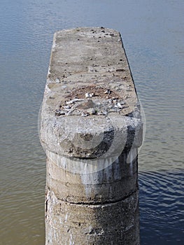 Canadian Goose nesting on concrete bridge ruin in White River State Park Indianapolis Indiana, USA.