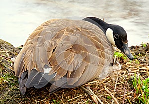 A Canadian goose nesting on its eggs
