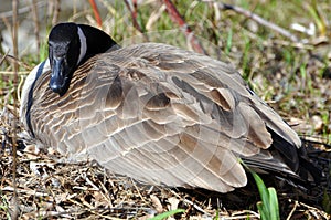 Canadian Goose Nesting