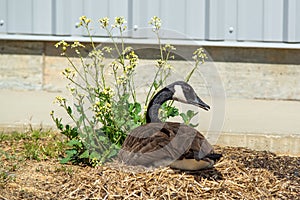 Canadian goose nesting in the wild
