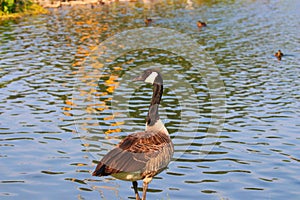 Canadian goose next to the pond at sunset