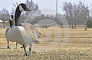 Canadian Goose, NW Oklahoma City, feeding along Lake Hefner