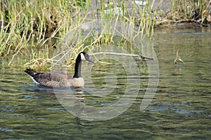 Canadian goose paddling