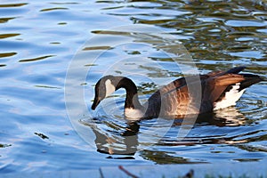 Canadian goose in a pond