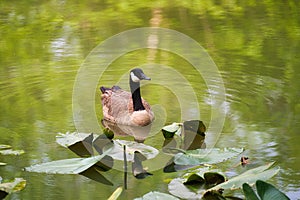 A Canadian goose on a pond with water plants.