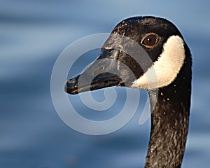 Canadian Goose Portrait