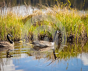 Canadian Goose. Portrait of a canadian goose branta goose on a lake with goslings