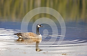 Canadian Goose. Portrait of a canadian goose branta goose on a lake
