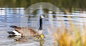 Canadian Goose. Portrait of a canadian goose branta goose on a lake with goslings