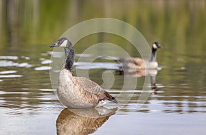 Canadian Goose. Portrait of a canadian goose branta goose on a lake