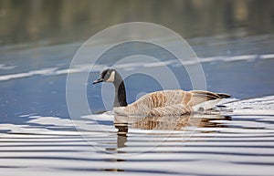 Canadian Goose. Portrait of a canadian goose branta goose on a lake