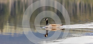 Canadian Goose. Portrait of a canadian goose branta goose on a lake