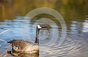 Canadian Goose. Portrait of a canadian goose branta goose on a lake