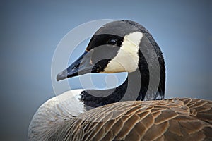 Canadian Goose Portrait photo