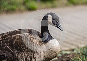 Canadian Goose portrait in nature.
