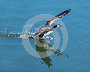 Canadian Goose preparing to take off from the water