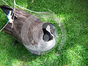 canadian goose resting on the green grass