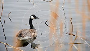 Canadian goose resting peacefully in calm river waters during early spring