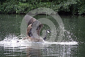 Canadian Goose on a river