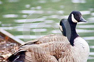 Canadian goose on the river side