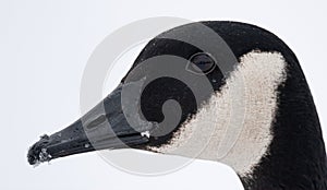 Close up head shot of a Canadian Goose in the snow photo