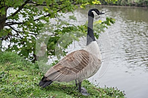 Canadian Goose