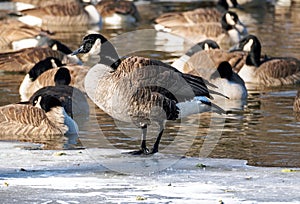 Canadian Goose standing on a frozen lake