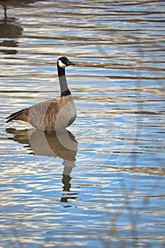 Canadian goose standing in a river.
