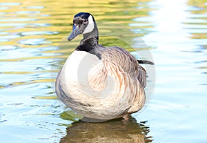 Canadian Goose standing in water