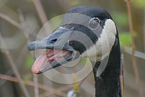 Canadian Goose Sticking out Tongue