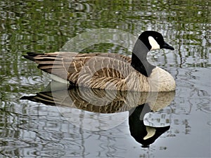 a canadian goose still on a lake with a beautiful bright reflection in the water