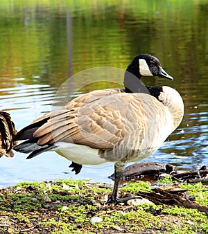 Canadian Goose swimming
