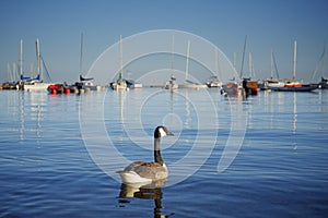 Canadian Goose swimming on a lake