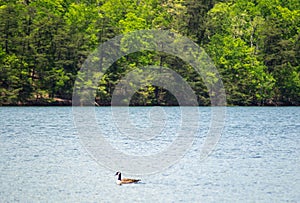 Canadian Goose Swimming on a Lake