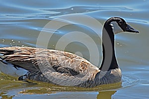 Canadian Goose swimming on Lake Hefner, NW Oklahoma City