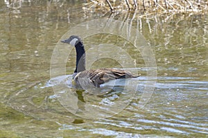 Canadian Goose Swimming with a Look Back