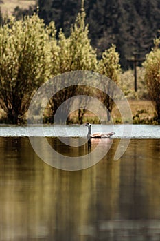 Canadian goose swimming in Oregon pond