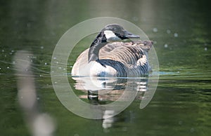 A canadian goose swimming in a pond