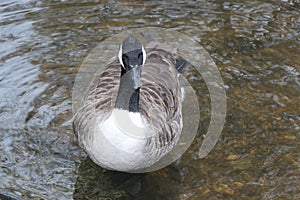 A canadian goose swimming in the river Lea