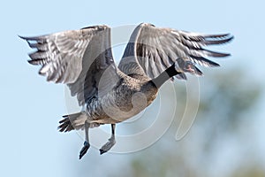 A Canadian Goose taking of with wings spread