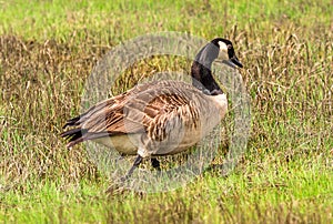 Canadian Goose with twin beaks