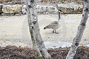 Canadian Goose walking down Gravel Road