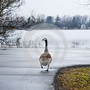 Canadian Goose Walking Down the Road