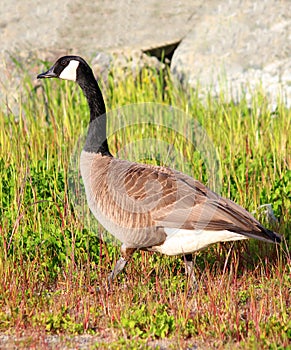 Canadian Goose walking Geese in grass