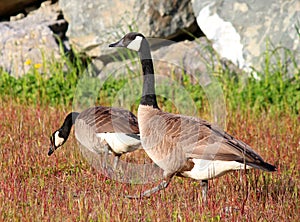 Canadian Goose walking Geese in grass