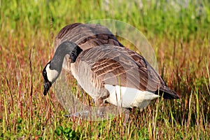 Canadian Goose walking Geese in grass