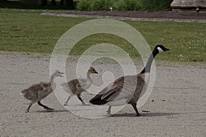 Canadian Goose walking its goslings