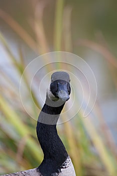 Canadian Goose Watches Warily